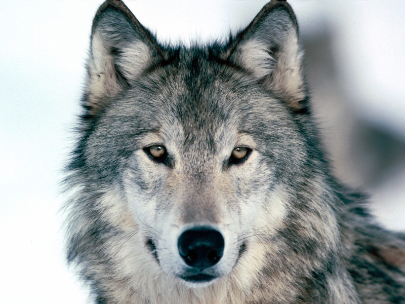 Illustration for article titled Wednesday Woof - Canis lupus Edition